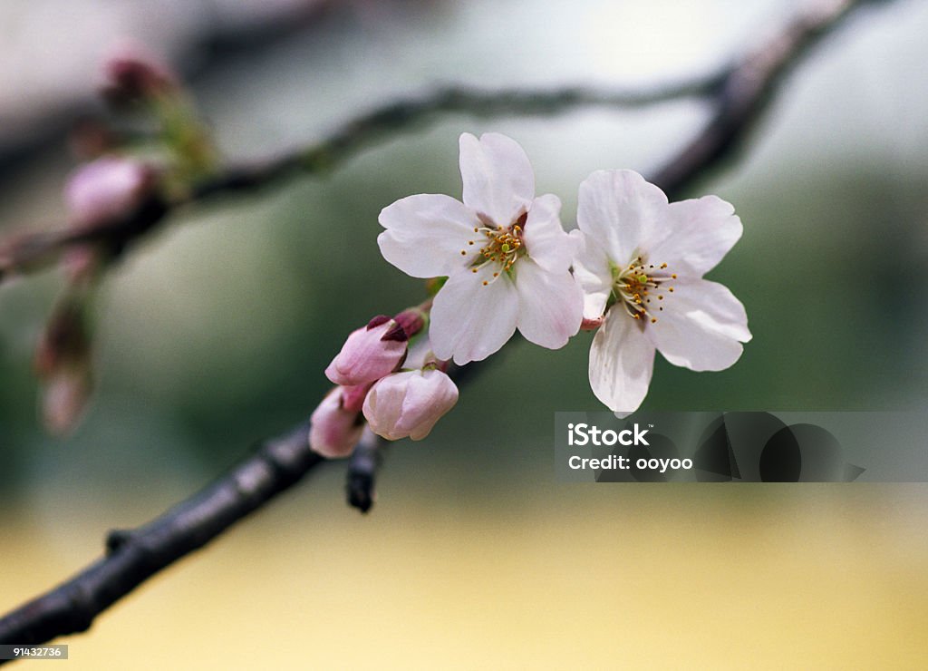 Cerezos en flor - Foto de stock de Aire libre libre de derechos