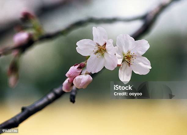 Cerezos En Flor Foto de stock y más banco de imágenes de Aire libre - Aire libre, Blanco - Color, Brote