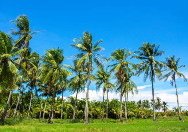 istock Optimistic landscape with coco palm trees. Tropical nature view with palm trees. 914328240