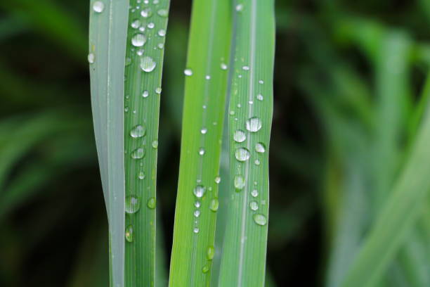 istock water drop on the green grass beautiful background select focus with shallow depth of field. 914330766