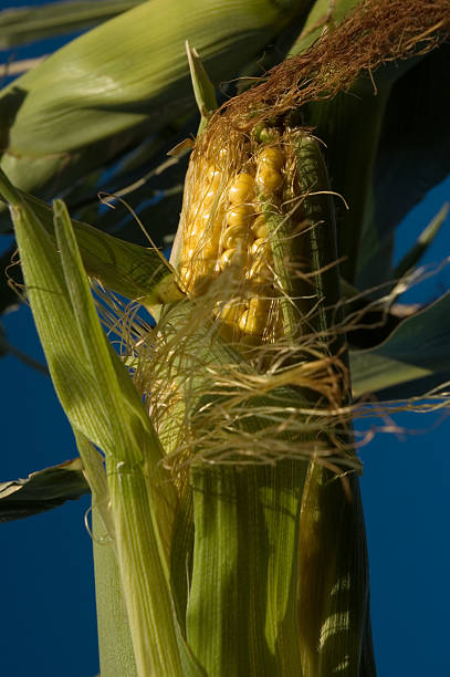 Corn stock photo