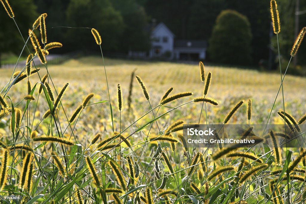 Bliss: Beautiful Rural Michigan Beauty with Homestead in Background  Agricultural Field Stock Photo