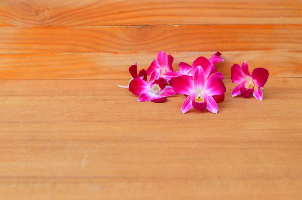 purple orchid beautiful on wooden floor board with copy space and text
