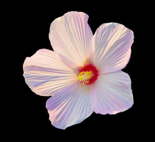 istock Hibiscus flower on black background 914336812