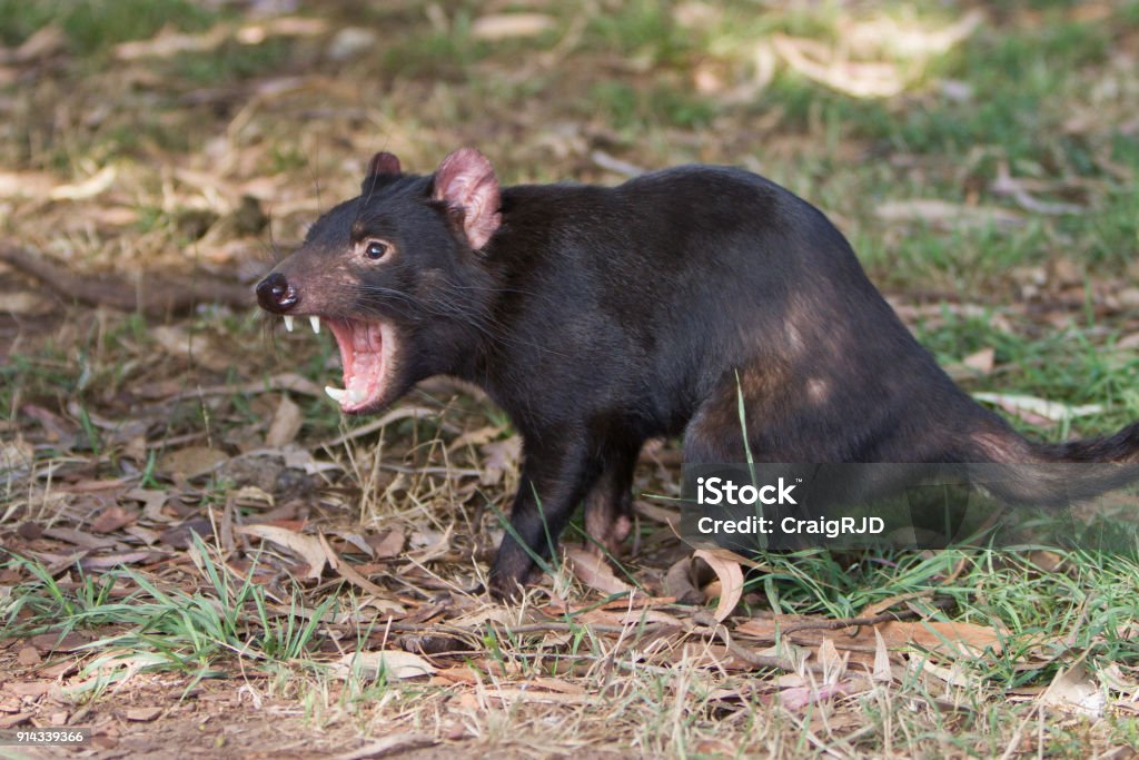 Demonio de Tasmania gruñendo - Foto de stock de Agresión libre de derechos