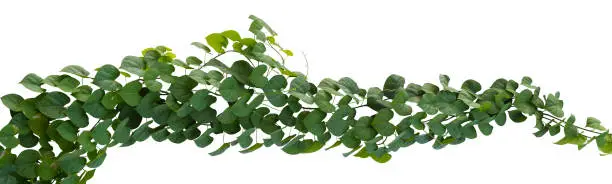 Plant tropical foliage vine, Ivy green hang isolated on white background, clipping path