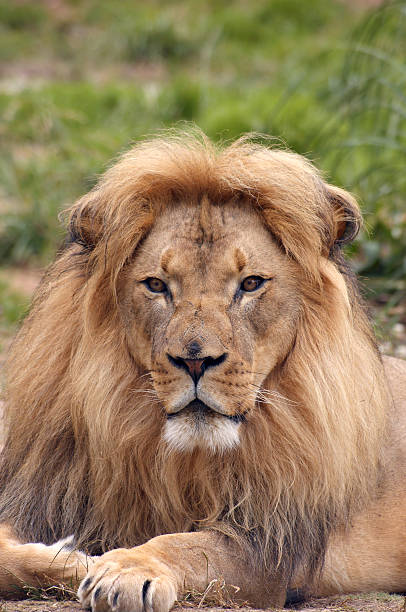 istock African lion portrait 4 91433986