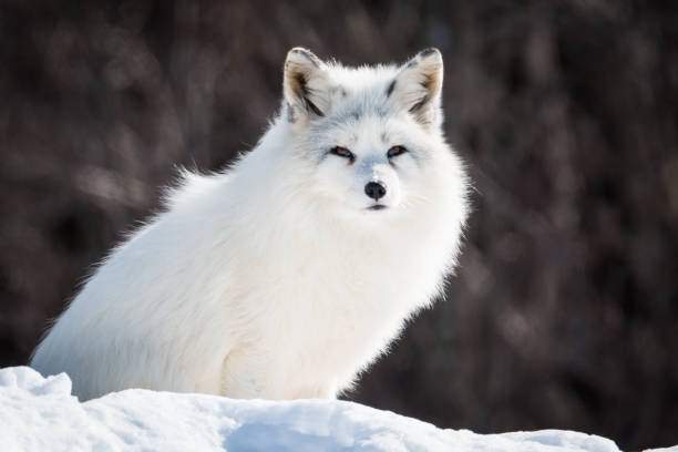 istock Arctic Fox - Vulpes Lagopus - In The Snow 914340042