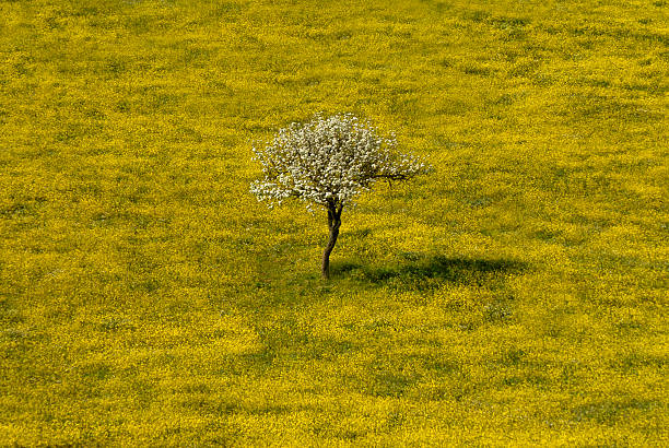 Le printemps - Photo