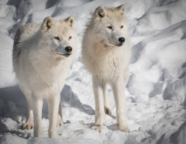 istock Arctic Wolves - Canis Lupus Arctos - Hunting In The Snow 914340314