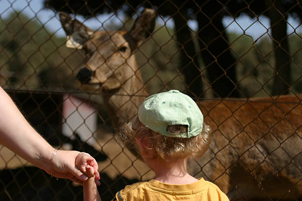istock Child in the Zoo 91434170