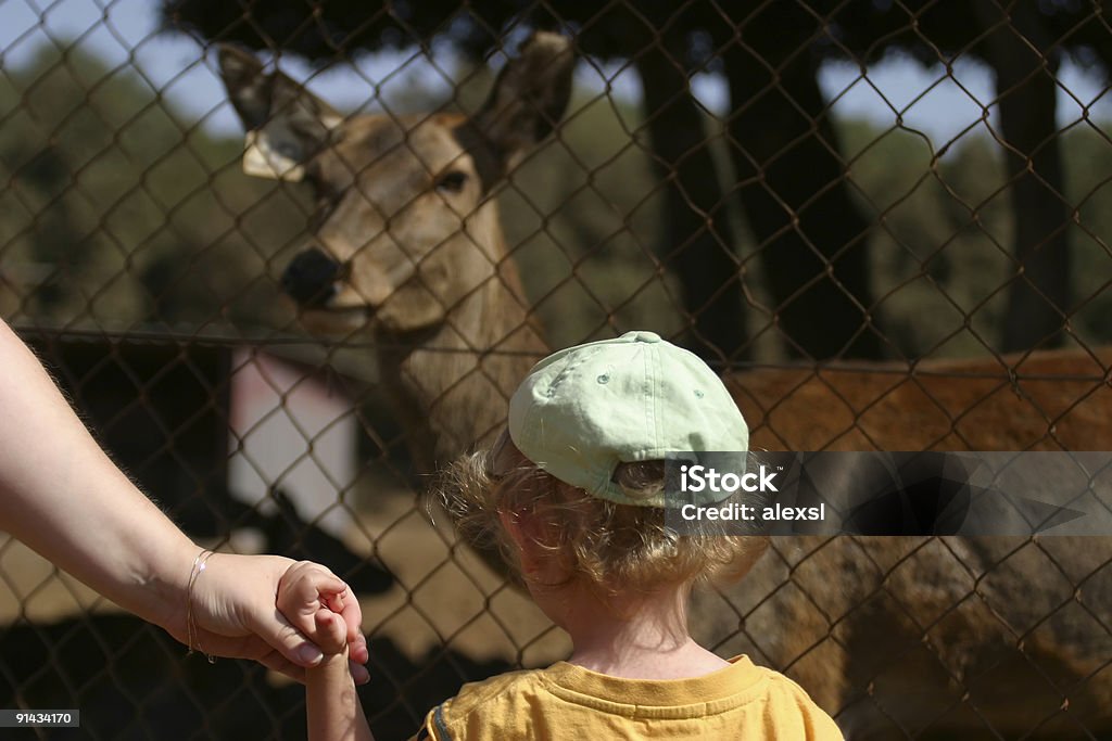 Dziecko w Zoo - Zbiór zdjęć royalty-free (Dziecko)