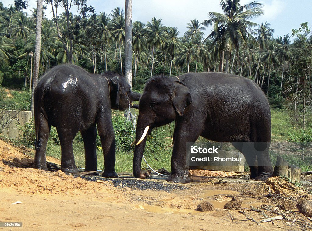 Thai Elefanten - Lizenzfrei Asien Stock-Foto