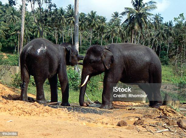 Thai Elefanten Stockfoto und mehr Bilder von Asien - Asien, Baum, Elefant