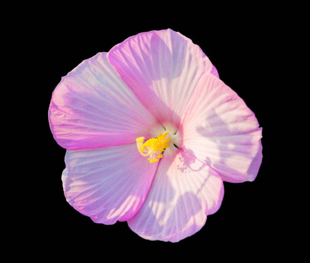 istock Hibiscus flower on black background 914342554