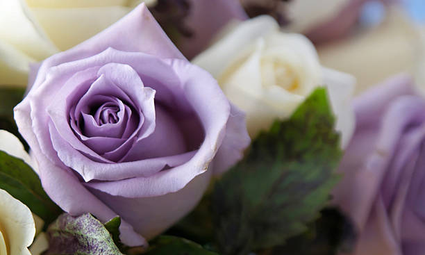 istock purple rose up close 91434304