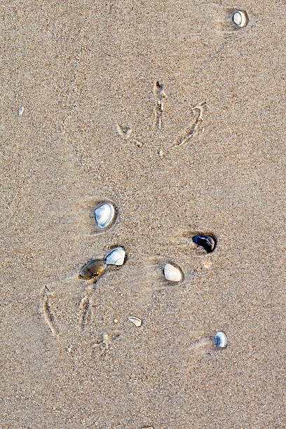 Bird footprint and shells on the beach stock photo