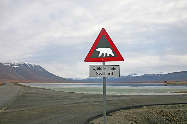 istock Be aware of polar bears 91434393