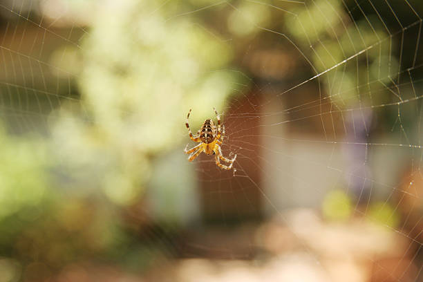 Spider web stock photo