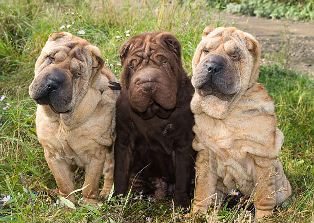 trzech młodych sharpeies - shar pei dog beauty animal tongue zdjęcia i obrazy z banku zdjęć