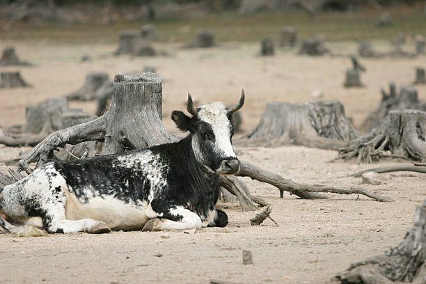 Cow in the wild stock photo