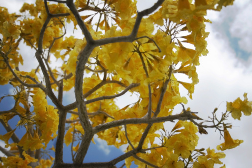 Yellow allamanda (Allamanda cathartica) vine in bloom