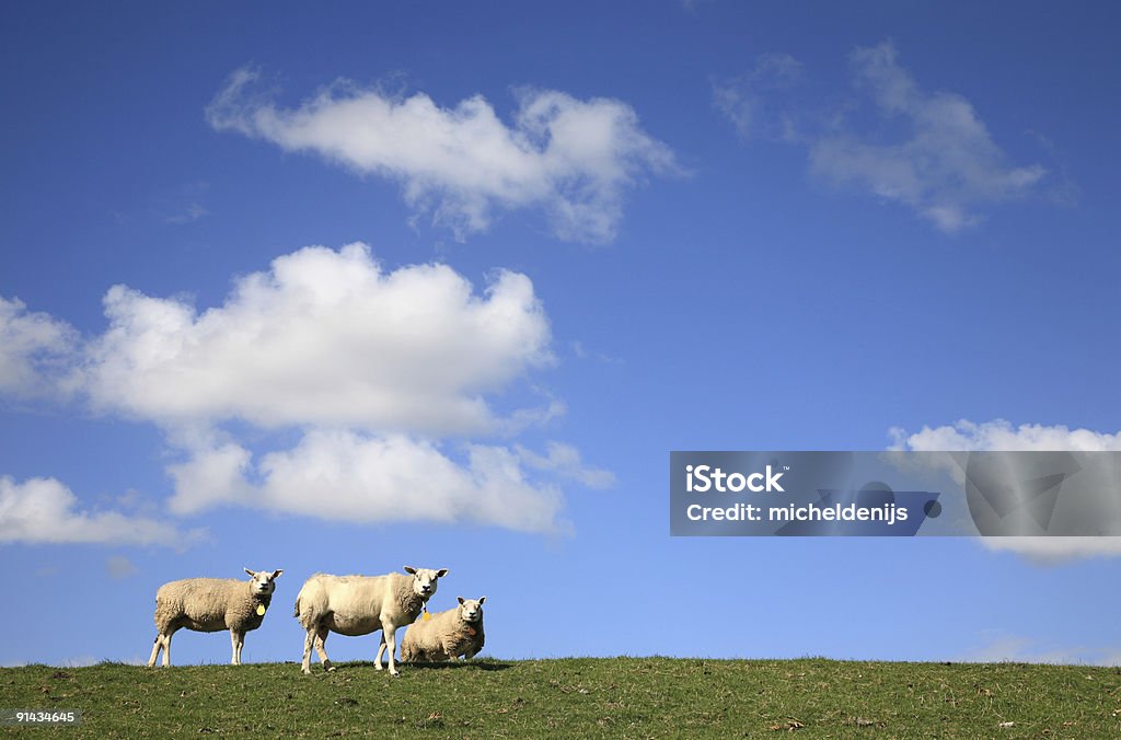 Tre pecore - Foto stock royalty-free di Ovino