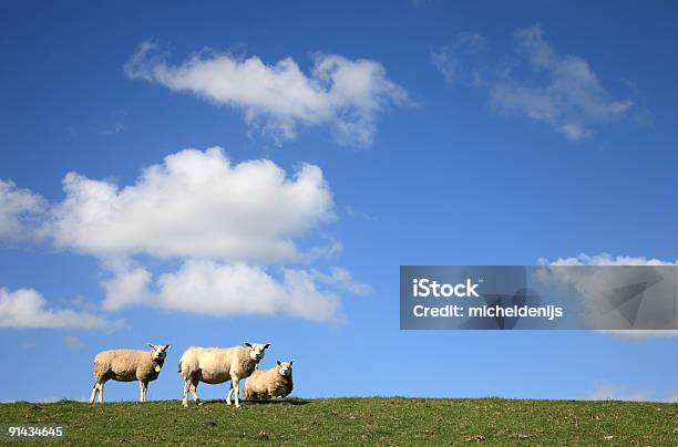 Tre Pecore - Fotografie stock e altre immagini di Ovino - Ovino, Agnello - Animale, Argine