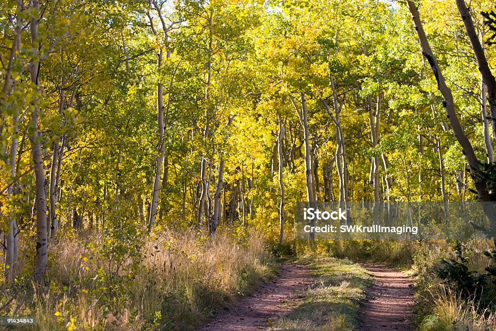 Autum Color de Kenosha aprobado Colorado - Foto de stock de Bosque libre de derechos