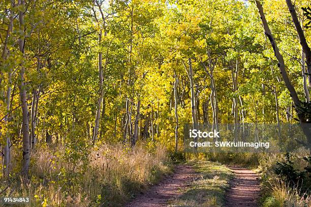 Autum Color De Kenosha Aprobado Colorado Foto de stock y más banco de imágenes de Bosque - Bosque, Cadena de montañas, Colina