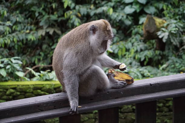 istock Monkey eating in Bali Indonesia with plants in the back 914348838