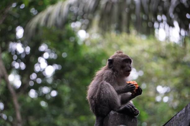 istock Monkey eating in Bali Indonesia with plants in the back 914349064