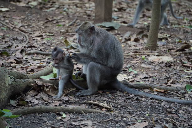 istock Monkey eating in Bali Indonesia with plants in the back 914349226