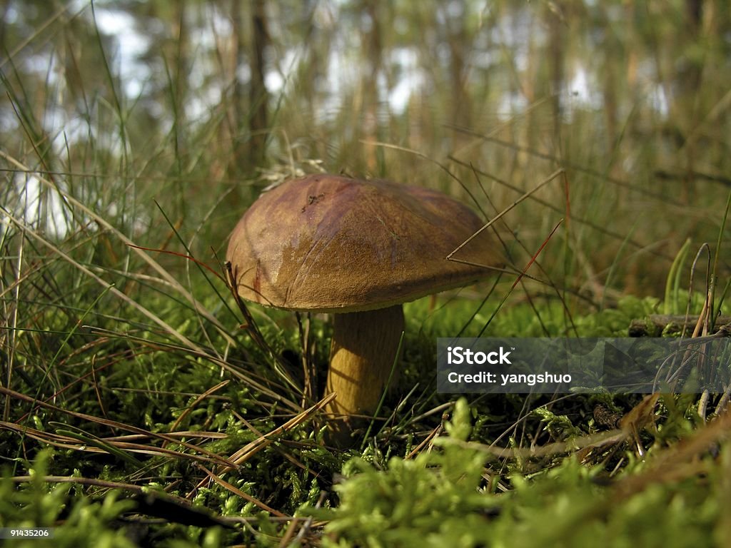 Съедобный гриб в лес одной - Стоковые фото Sphagnum роялти-фри