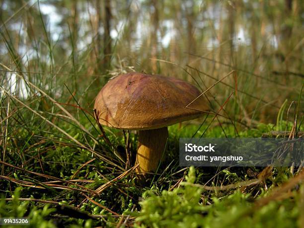 Съедобный Гриб В Лес Одной — стоковые фотографии и другие картинки Sphagnum - Sphagnum, Без людей, Внизу