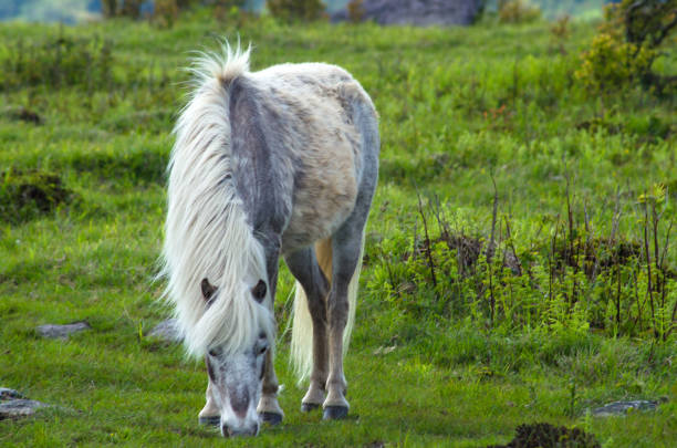 Wild Ponies found along the Appalachian Trail at Grayson Highlands State Park in Virginia.