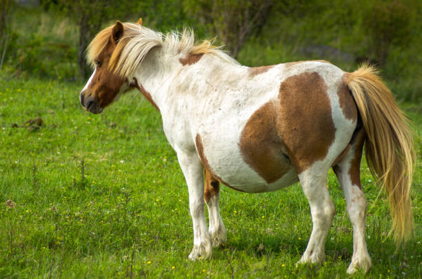 istock Wild Ponies of Grayson Highlands State Park 914352500