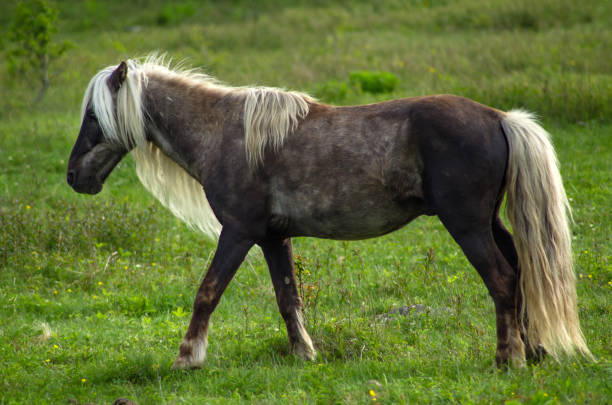 istock Wild Ponies of Grayson Highlands State Park 914352726