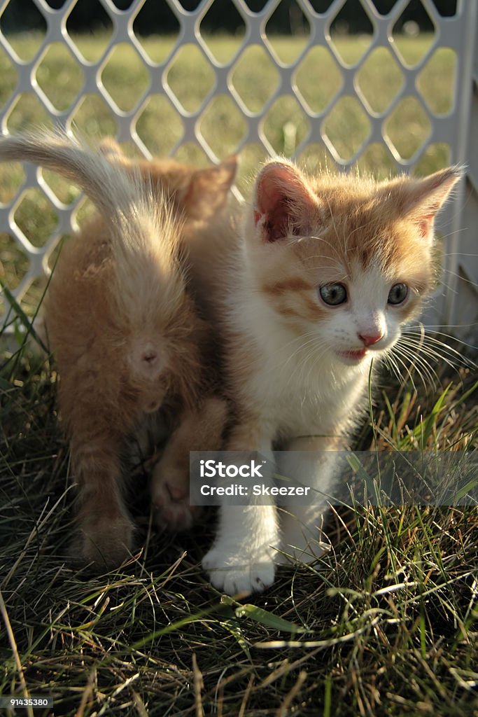 Kätzchen kommen und gehen - Lizenzfrei Abschied Stock-Foto