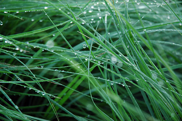 Green grasses with dew stock photo