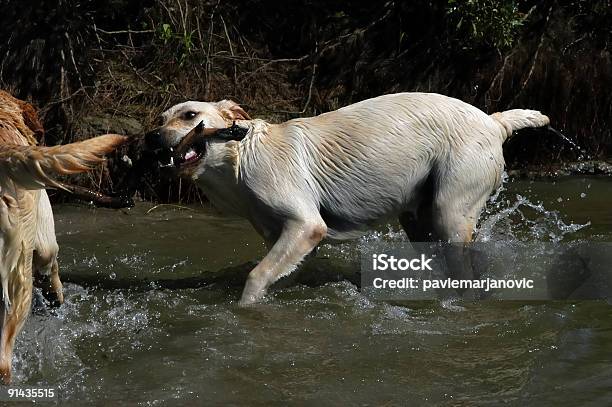 Labrador Cane Felice Giocando In Acqua - Fotografie stock e altre immagini di Acqua - Acqua, Ambientazione esterna, Animale