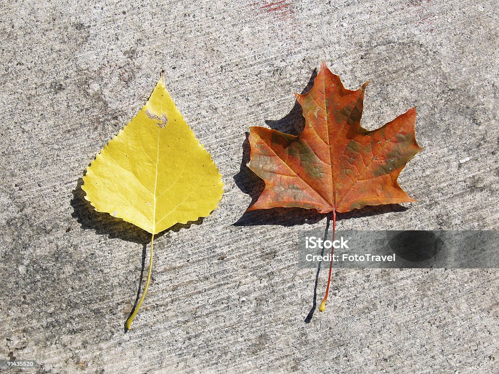 Due foglie - Foto stock royalty-free di Acero