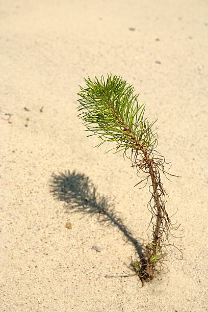 Young pine tree stock photo