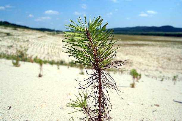 Young pine tree stock photo