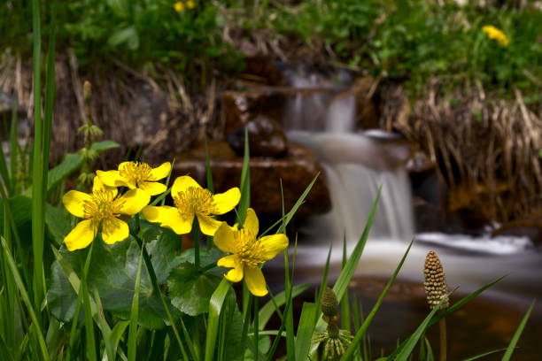 istock Caltha palustris flowers 914360858
