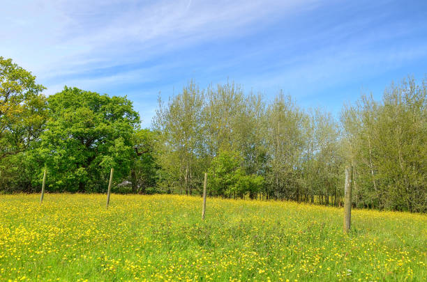 istock Classic british landscape at the Peak district near Manchester 914360884