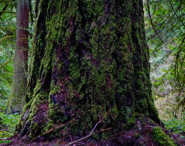 istock North Umpqua Douglas Fir 914361852