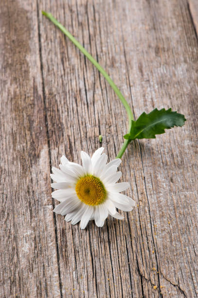 istock chamomile flower on rustic wooden background 914362052