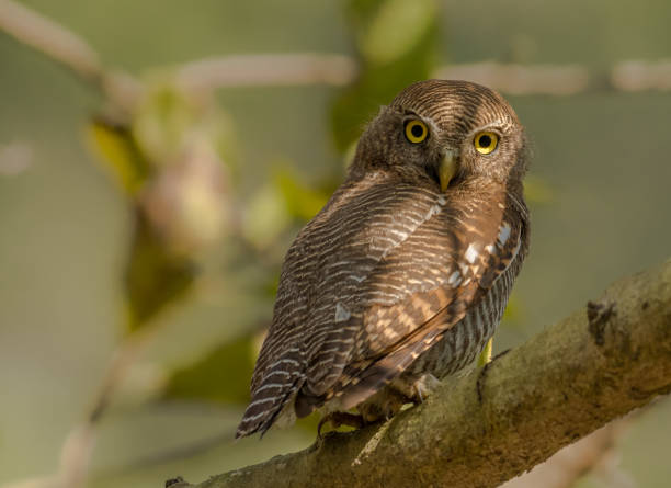 istock Jungle Owlet at Jim Corbett National Park 914364482