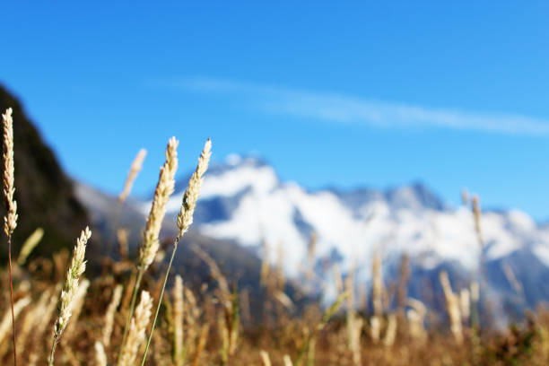 istock Mountains and grass in Mt Cook National Park 914364540
